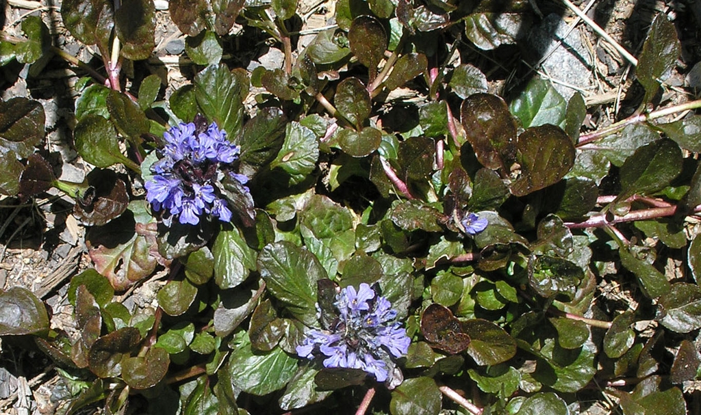 Ajuga reptans