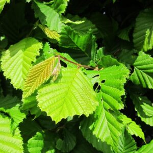 Carpinus