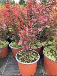 Berberis