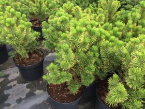 Pinus mugo